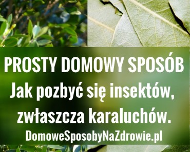 domowesposobynazdrowie.pl-liscie-laurowe-na-insekty