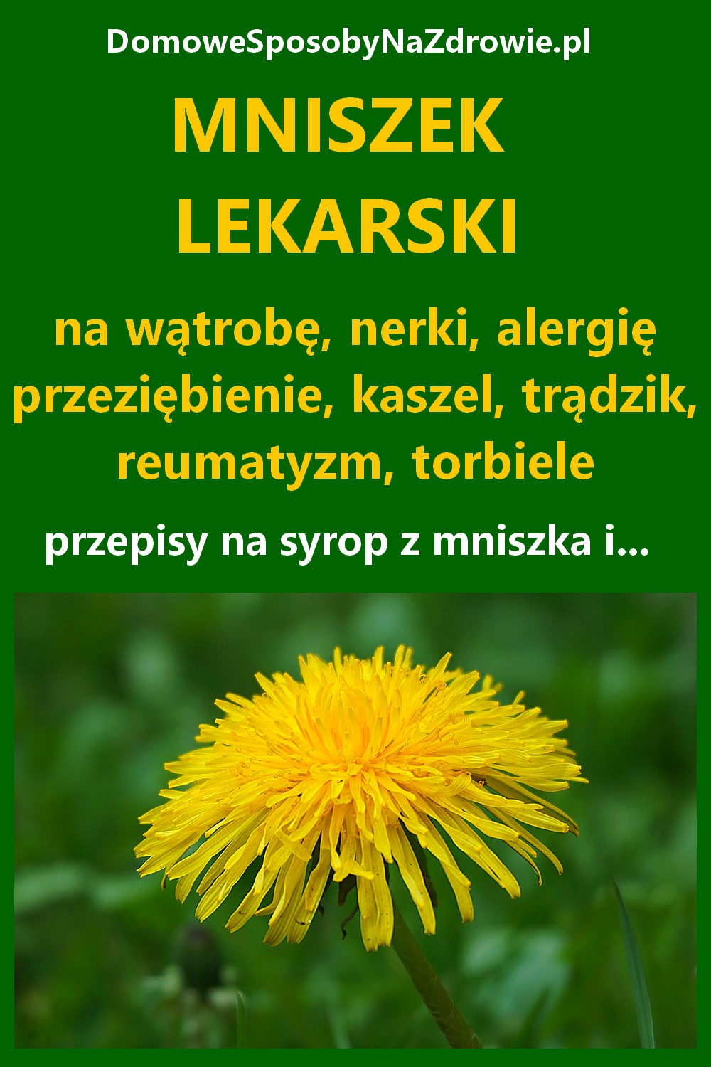 DomoweSposobyNaZdrowie.pl-mniszek-lekarski