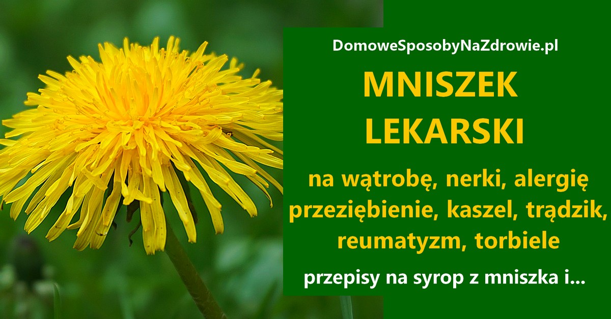 DomoweSposobyNaZdrowie.pl-mniszek-lekarski-przepisy