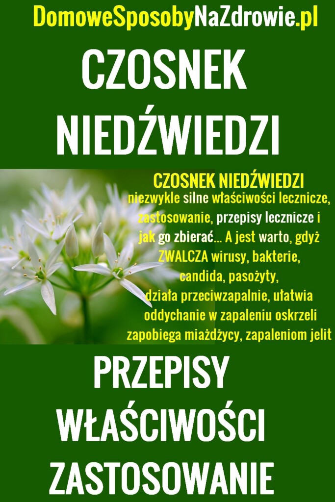 CZOSNEK NIEDŹWIEDZI – 5 PRZEPISÓW, ZASTOSOWANIE, WŁAŚCIWOŚCI. JAK ...