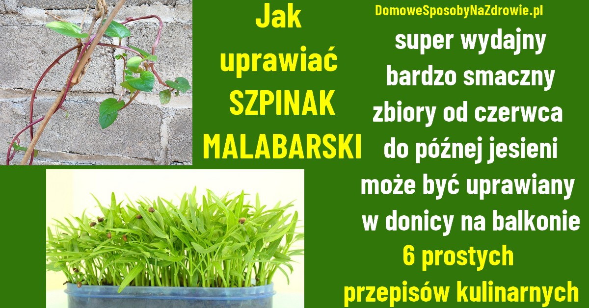 szpinak malabarski - uprawa - przepisy kulinarne