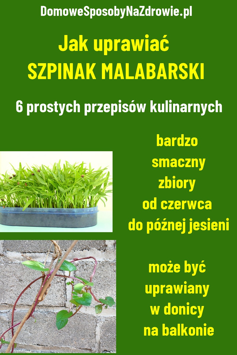 szpinak malabarski - uprawa - przepisy kulinarne